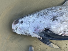 Grampus griseus