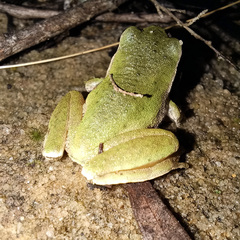 Ranoidea phyllochroa