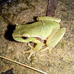 Ranoidea phyllochroa