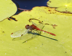 Diplacodes bipunctata