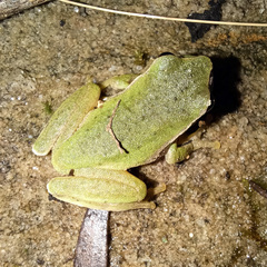 Ranoidea phyllochroa