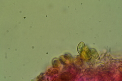 Crepidotus subverrucisporus