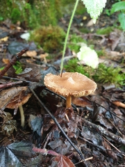 Collybiopsis peronata