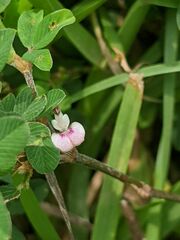 Kummerowia striata