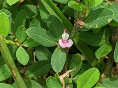 Kummerowia striata