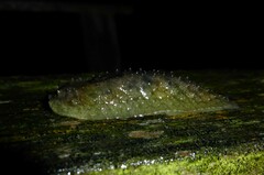 Pseudaneitea