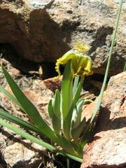 Ferraria