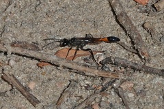 Ammophila
