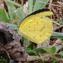 Eurema
