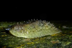 Pseudaneitea