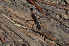 Ammophila