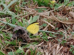 Eurema