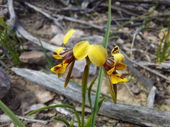 Diuris palustris