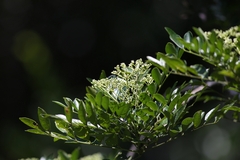 Zanthoxylum avicennae