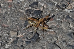 Roeseliana roeselii