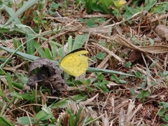Eurema