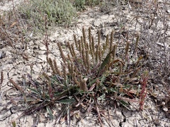 Plantago cunninghamii