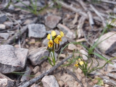 Diuris palustris