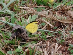 Eurema
