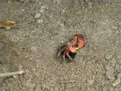 Neosarmatium meinerti