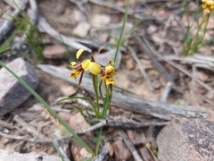 Diuris palustris