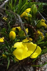 Hibbertia virgata
