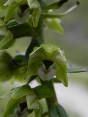 Epipactis helleborine