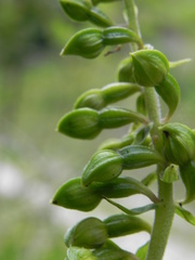 Epipactis helleborine