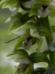 Epipactis helleborine