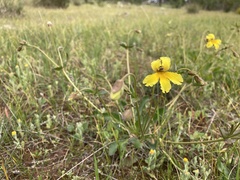 Goodenia arguta