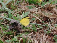 Eurema