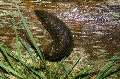 Pseudaneitea