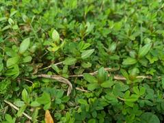 Alternanthera philoxeroides