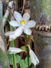 Chlorophytum tuberosum
