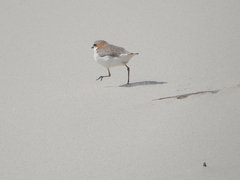 Charadrius ruficapillus