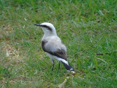 Fluvicola nengeta