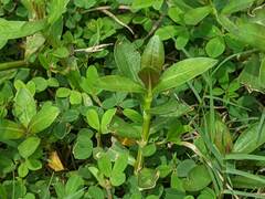 Alternanthera philoxeroides
