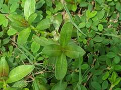 Alternanthera philoxeroides