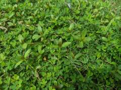 Alternanthera philoxeroides