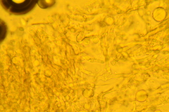 Punctularia strigosozonata