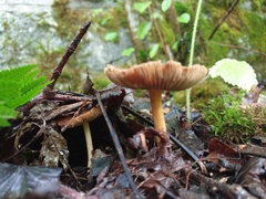 Collybiopsis peronata