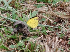Eurema