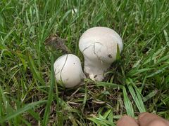 Calvatia lilacina