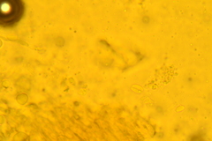 Punctularia strigosozonata