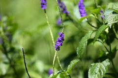 Stachytarpheta jamaicensis