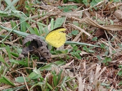 Eurema