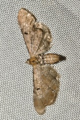 Eupithecia absinthiata