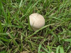 Calvatia lilacina