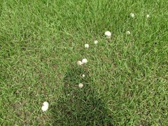 Calvatia lilacina
