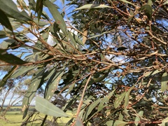 Eucalyptus porosa